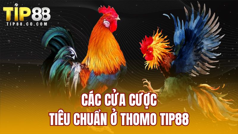 Các cửa cược tiêu chuẩn ở Thomo TIP88
