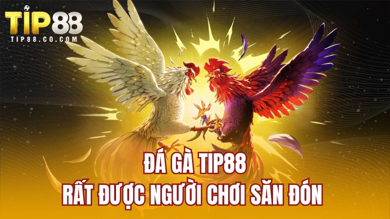 Đá gà TIP88 rất được người chơi săn đón 