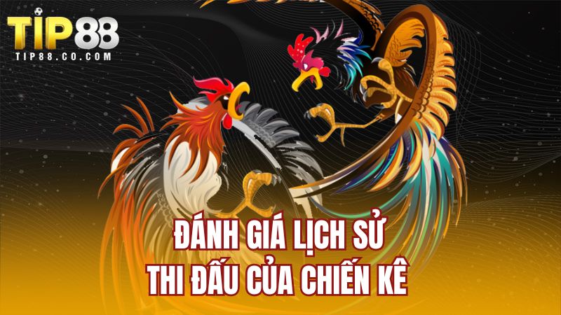 Đánh giá lịch sử thi đấu của chiến kê 